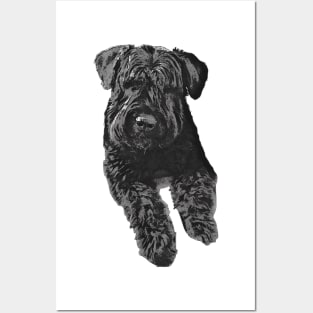 Bouvier Des Flandres Posters and Art